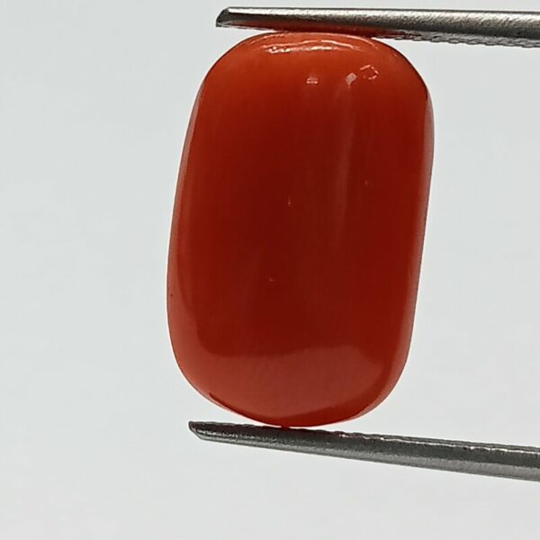 Moonga (Red Coral)