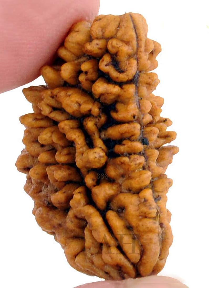 1 mukhi rudraksha