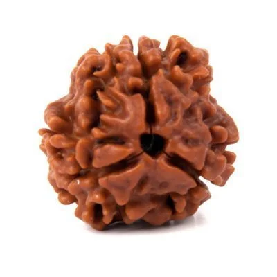3 mukhi rudraksha