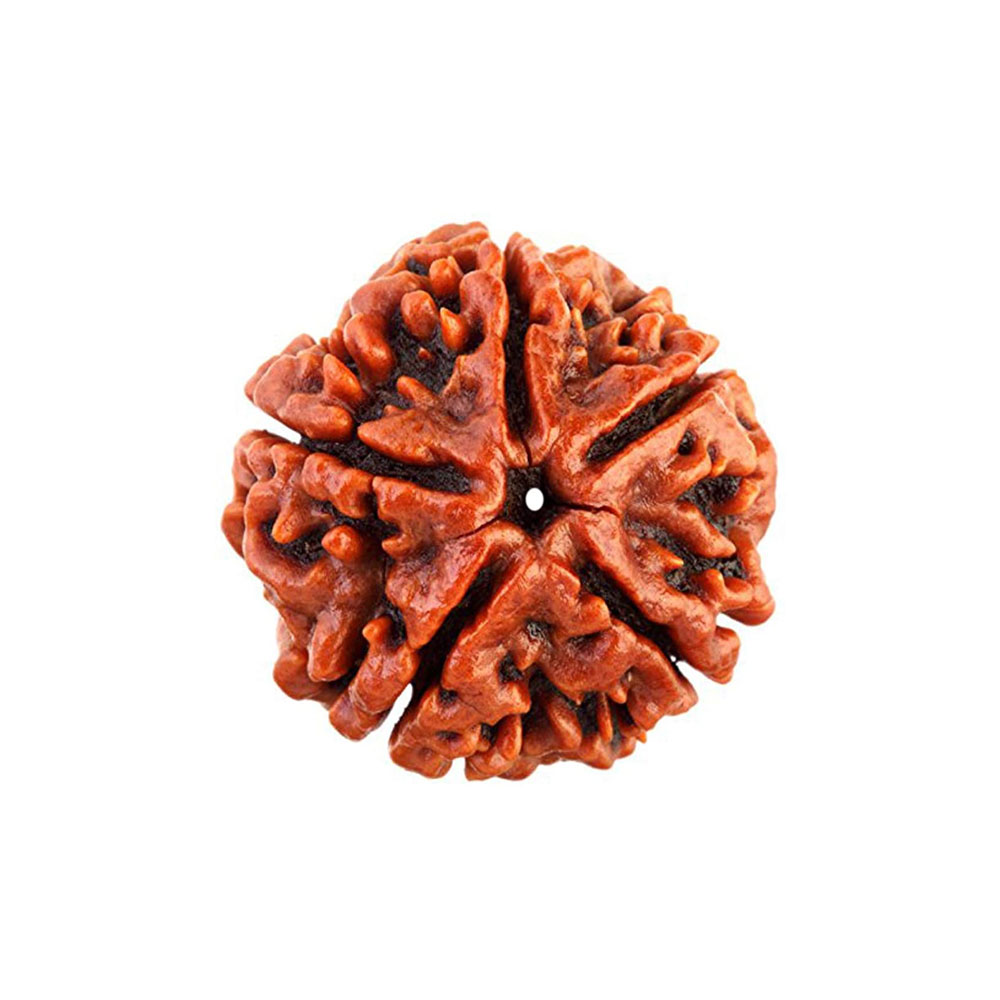 5 mukhi rudraksha