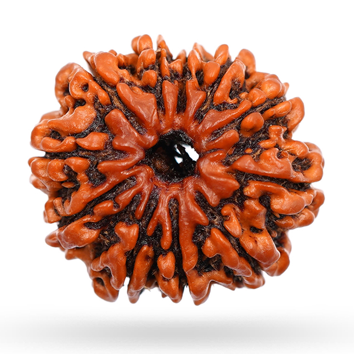 10 mukhi rudraksha
